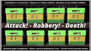 Bumblebees vs Honey bees - Attack! Robbery! Death! #bumblebees vs #honeybees