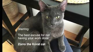 Getting work done as a cat owner by Adela Skotak 129 views 5 years ago 43 seconds