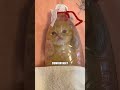 Owner Saved This Dying Kitten’s Life 🥺🐾