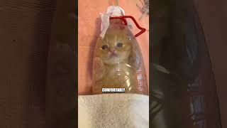 Owner Saved This Dying Kitten’s Life 🥺🐾