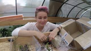 видео: ПОСЫЛКА С ЧЕРЕНКАМИ.Я В ШОКЕ!!! 2020 картинка: ПОСЫЛКА С ЧЕРЕНКАМИ.Я В ШОКЕ!!! 2020