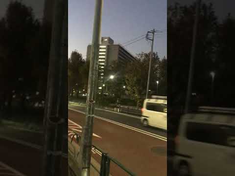 豊島5丁目団地のコウモリ