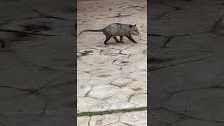 A qué no habías visto a una zarigüeya mexicana mudándose de casa??  #nature #mexico #mexicolindo
