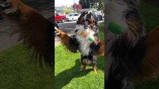 Bernese mountain dog plays catch