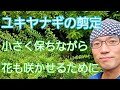 【ユキヤナギの剪定】小さく、自然風に保ち、花も咲かせるための手入れ🌿✨