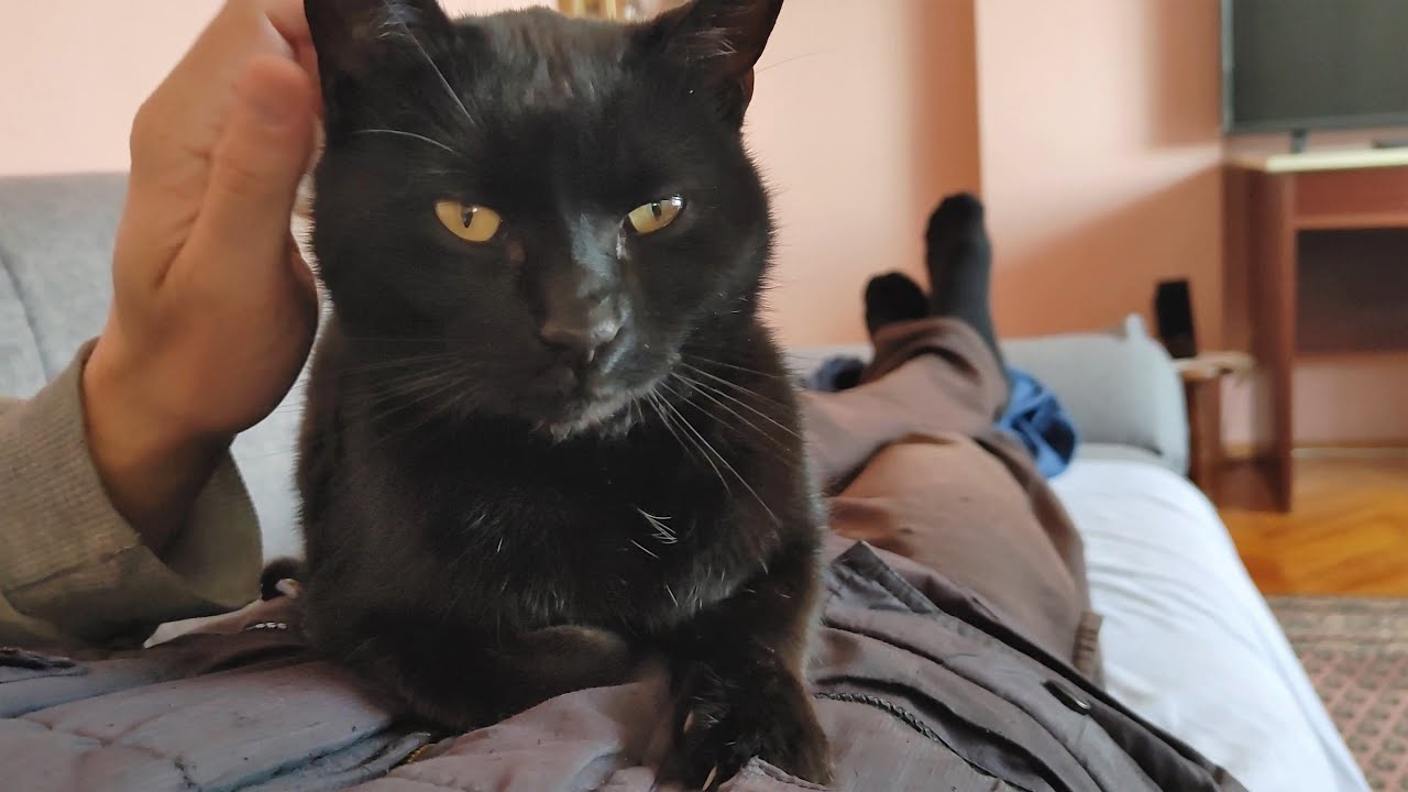 Cat Kneading And Purring On Human YouTube