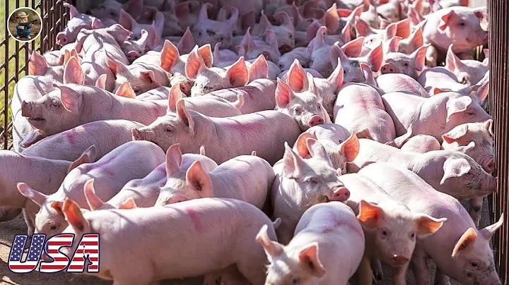 How American Farmers Raise Millions of Pigs - Modern Pig Farms | Farming Documentary