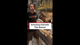 Amazing Animals: The Beaver