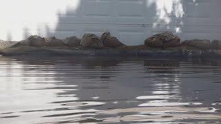 New federal funding secured to update levees, prevent infrastructure failures