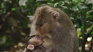 Please I Want You To Not Abuse Baby Monkeys For Money And Fun