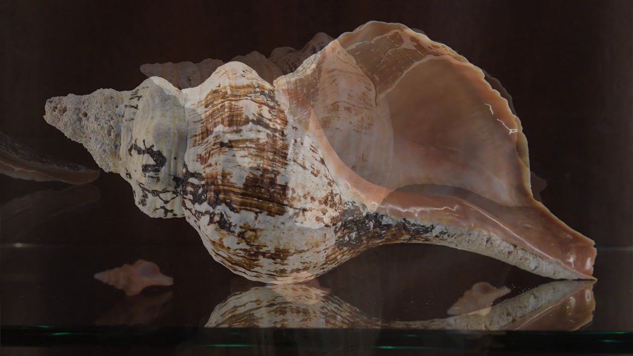 Tom Kassel Shell Tom Castle's Shell Collection - YouTube