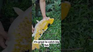 Omg It's Great To Catch Big Fish #Viral #Viralvideo #Shortvideo #Bigfish #Omg