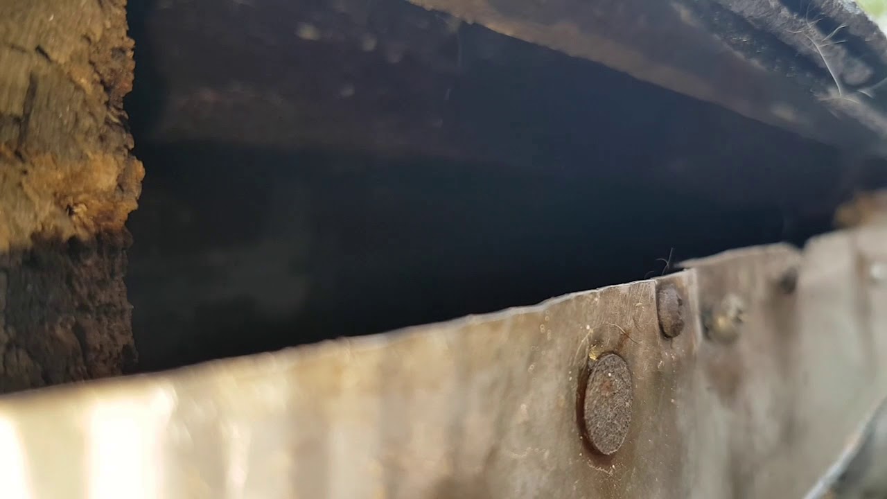 squirrels pizza Squirrel removal Toronto
