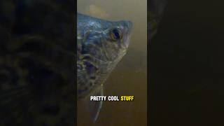 I love crappie strikes… seeing those hits up close is just plain awesome. 🐟🎥 #crappiefishing