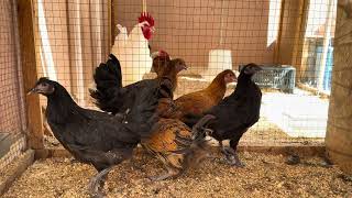 True Farm-to-Table: Raising Global Heritage Poultry for Organic Home Nutrition