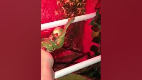 Female Black Cyclops Green Tree Python