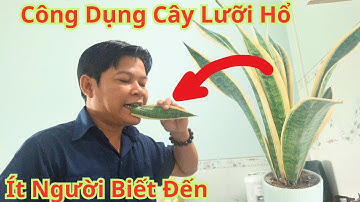 Hàng Triệu Người Vẫn Chưa Biết Bí Mật Này " Chỉ Cần Cây Lưỡi Hổ. Bạn Ngừng Tiêu Tiền Ở Hiệu Thuốc