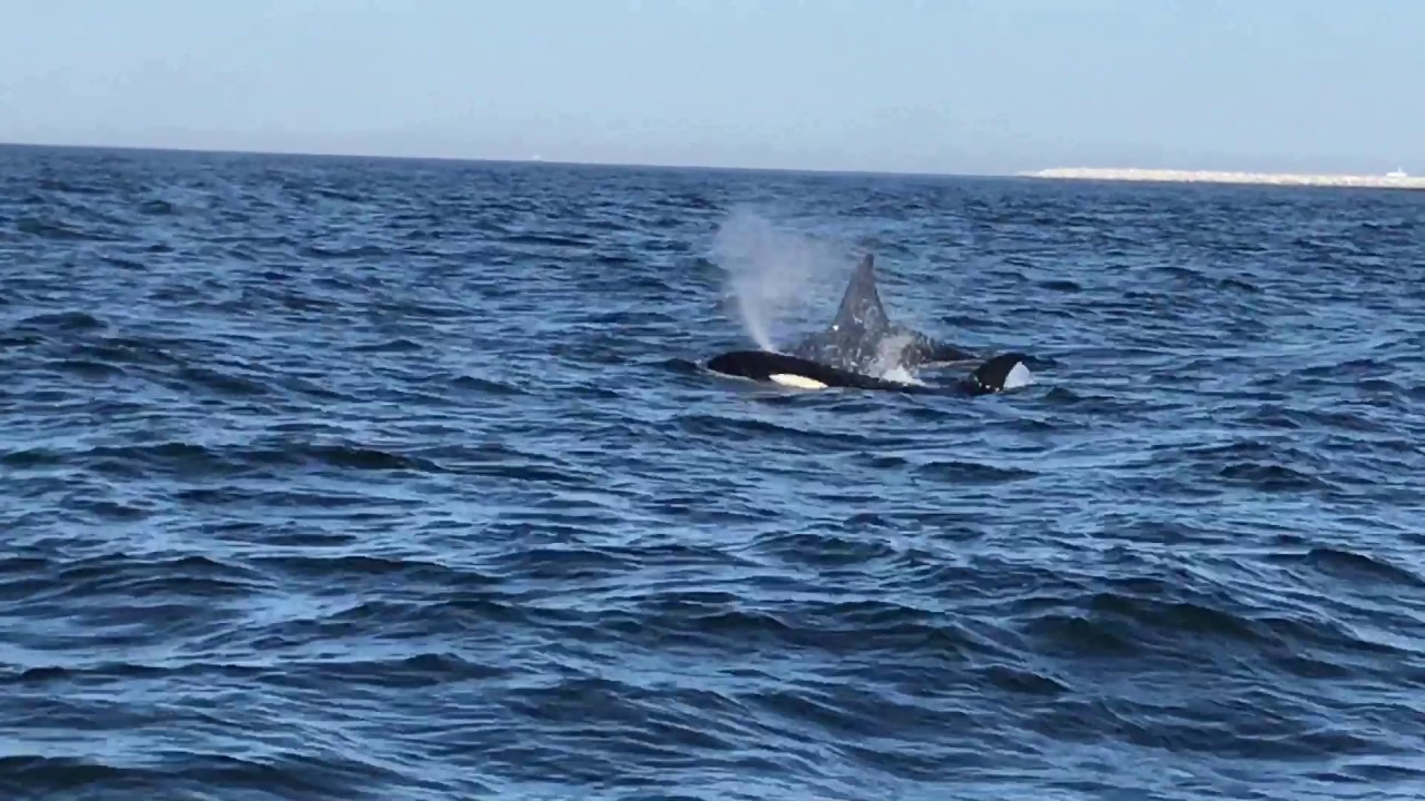 Orcas off Robben Island, Cape Town, South Africa YouTube
