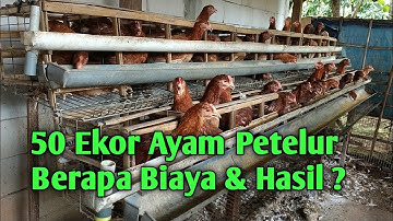 50 Ekor Ayam Petelur. Berapa Biaya & Hasil ?