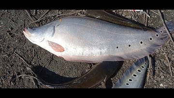 dung hàng thác lac ,gặp cá loc hugo Tuansongray #cauca