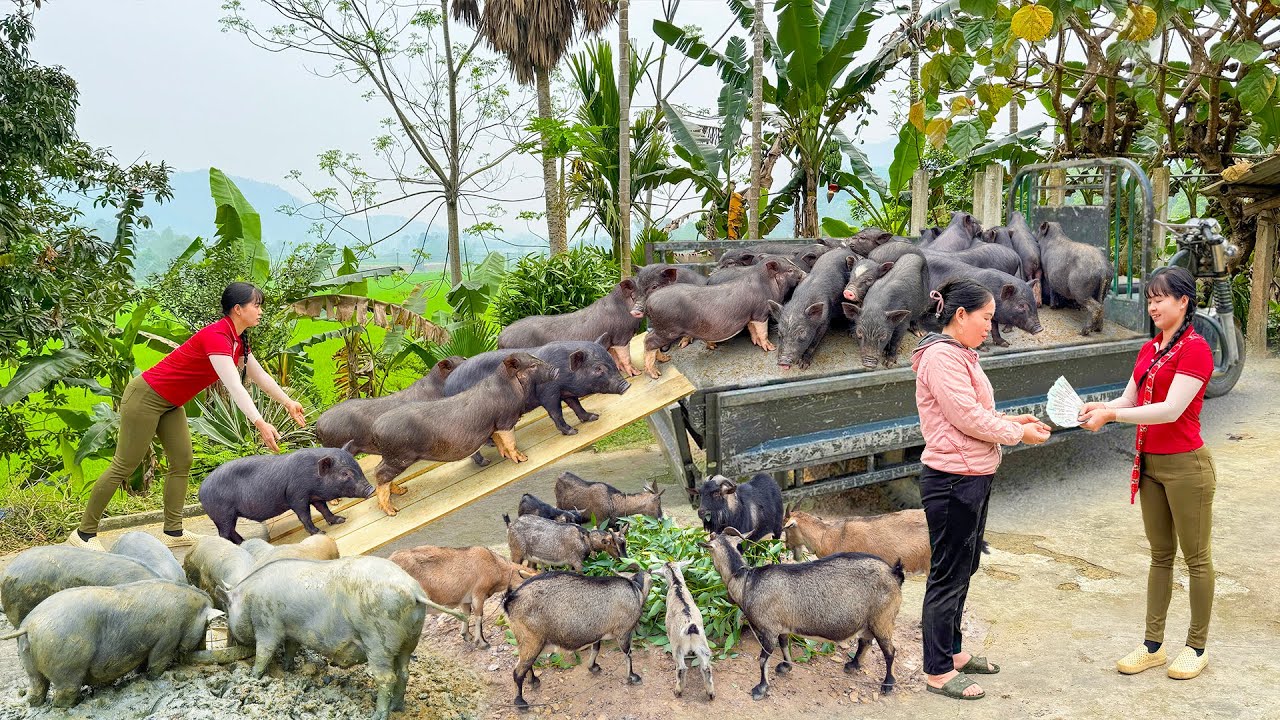 TIMELAPSE -233 Days Buy Many Goats, Piglet From Farmer Go To Countryside Market Sell