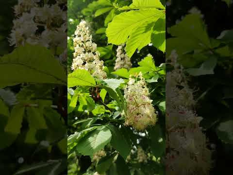 Настой из Цветков
