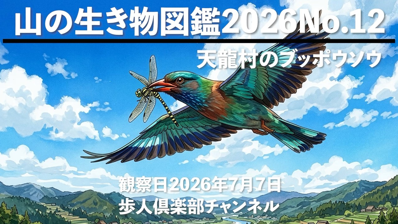 山採り　イヌシデ Mountain Wildlife Encyclopedia 2026 No. 12 Tenryu Village Oriental