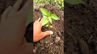 வடடத தவகக மளகய சகபட - Chilli Cultivation