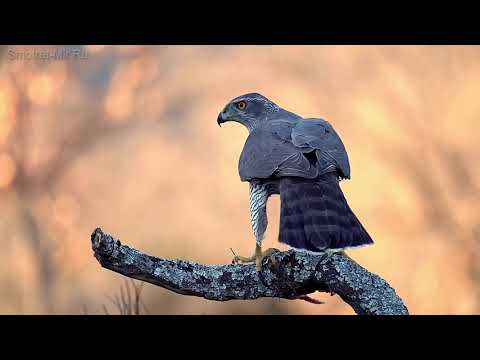 Video: Ptica iz obitelji jastrebova. Opis najsjajnijih predstavnika