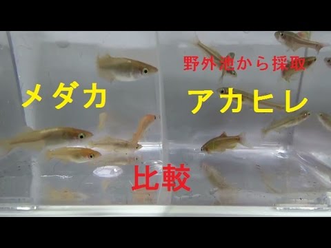 自然の池から採取したアカヒレとメダカ比較 2色光透明燐 Killifish Youtube