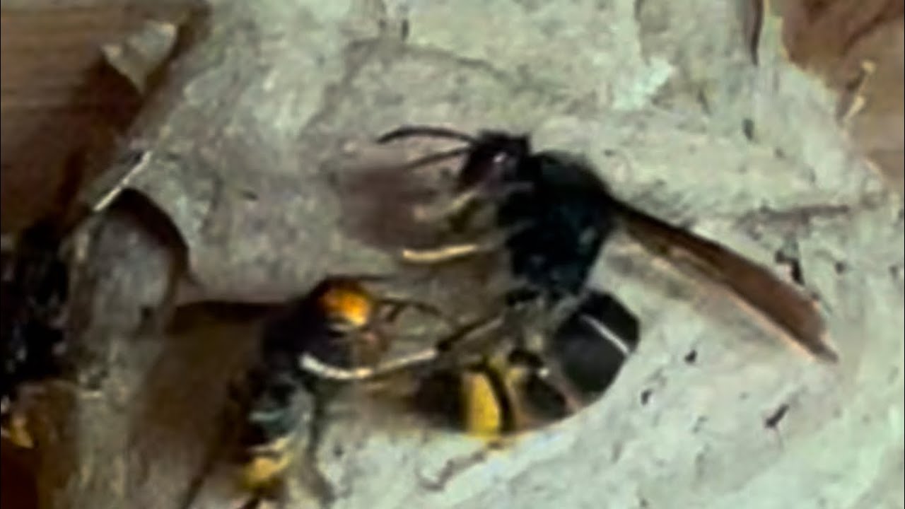 Attaque d’une Fondatrice sur des jeunes ouvrières 🧐