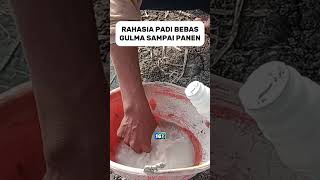 RAHASIA PADI BEBAS GULMA SAMPAI PANEN #shorts