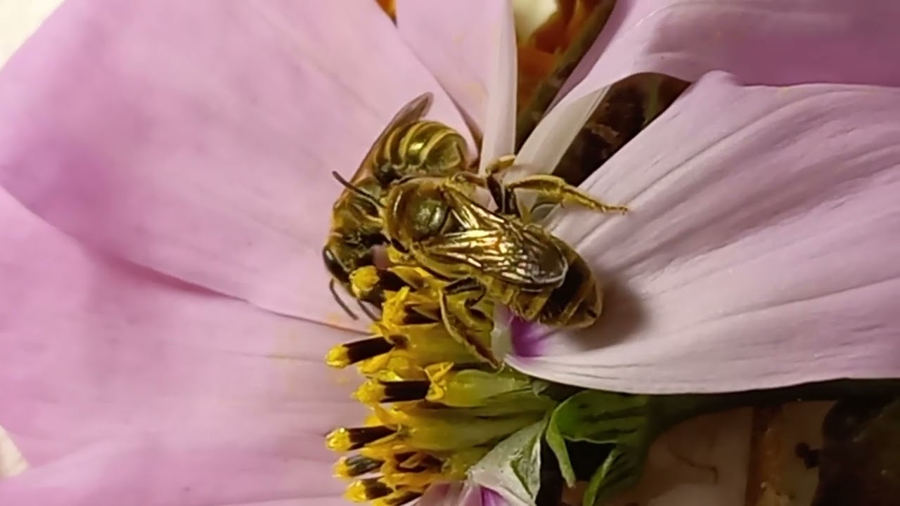 Sweat Bees Halicta (Halictidae) Feed and Enjoy Flower's Nectar. Kyiv, Ukraine. 05.october.2022.