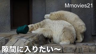 Polar Bear cub is sleepy 眠くてごろごろするリラ