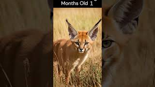 From Newborn Kitten to Elegant Caracal: A Visual Time Lapse Story #shorts #cat #Caracal