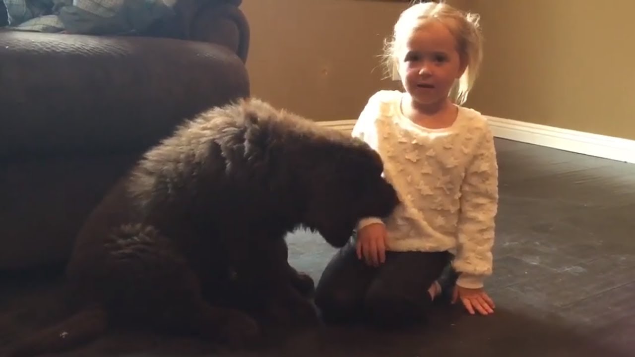 videos for cats Patient girl deals with teething Newfoundland puppy