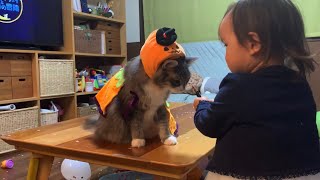 娘とハロウィンに仮装する猫　ラガマフィン　A cat participating in Halloween with daughter
