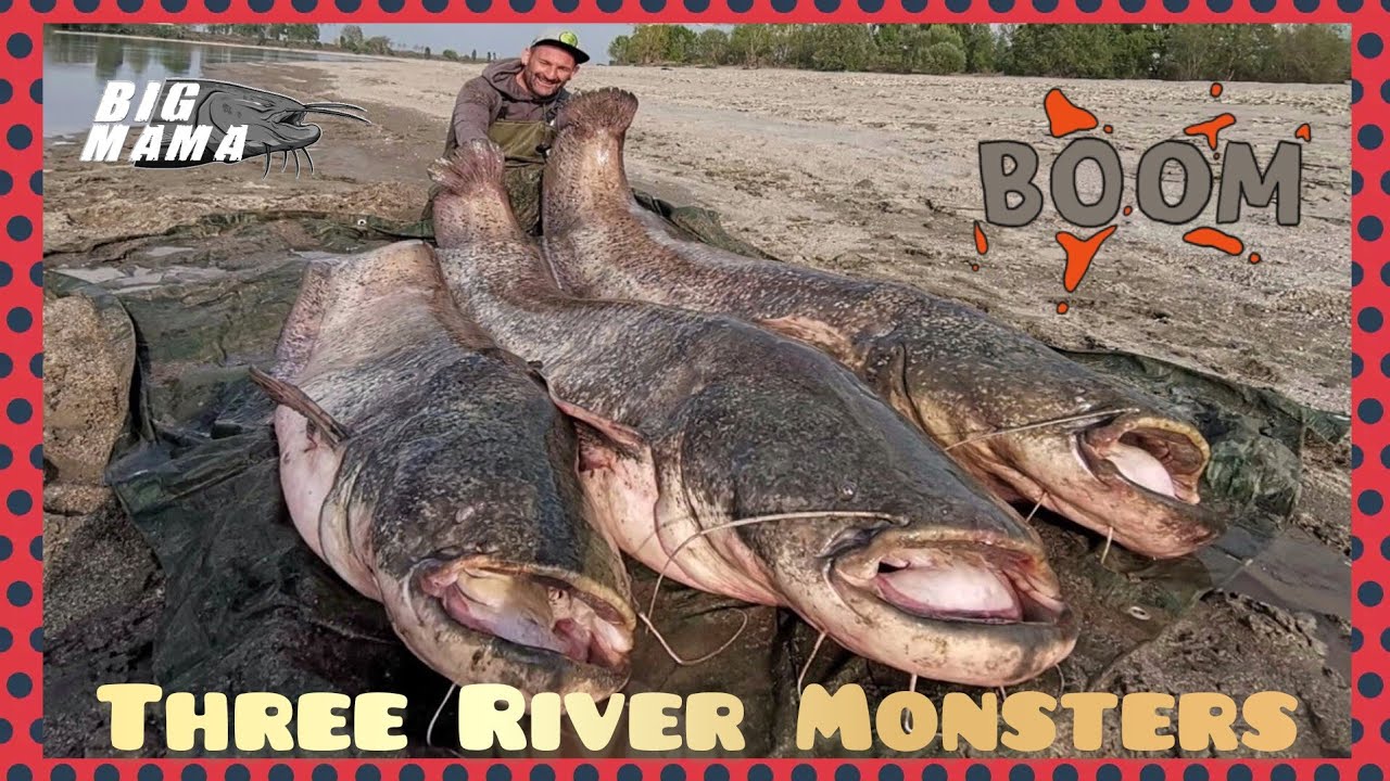 Fishing three giant 230 pound catfish on the river Po in Italy Part 1