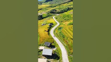 Mùa Vàng Y Tý #shorts