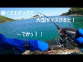 山陰春イカエギングで想定外の大型アオリイカ・・・これはデカい！