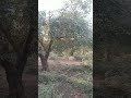 تقليم اشجار الزيتون تقليم التشبيب