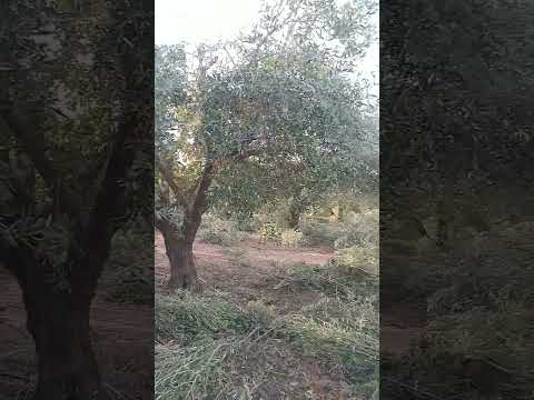 تقليم اشجار الزيتون تقليم التشبيب