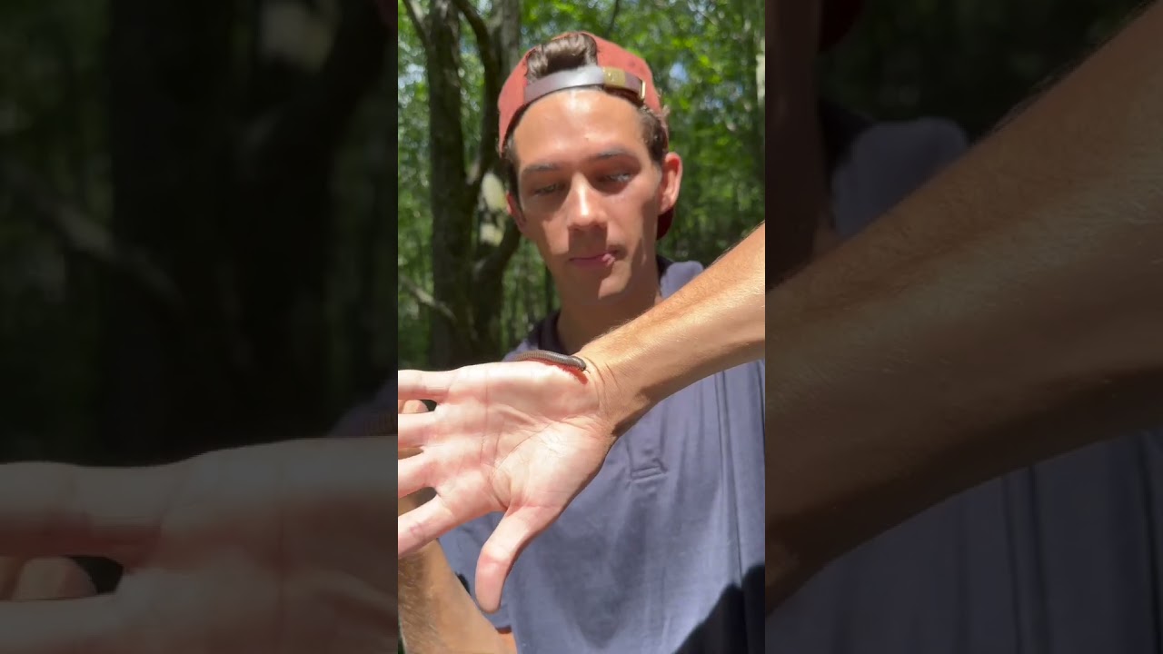 Millipede Extermination