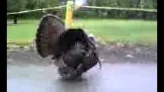 Insane Turkey Attack