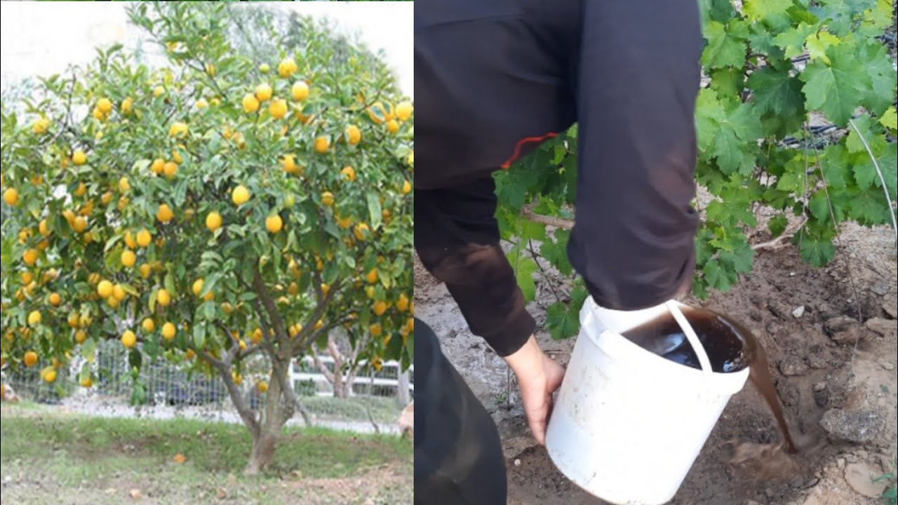 افضل سماد طبيعي لتسريع نمو الاشجار والنباتات ويزيد نمو الأزهار ويعمل على عقد الأزهار