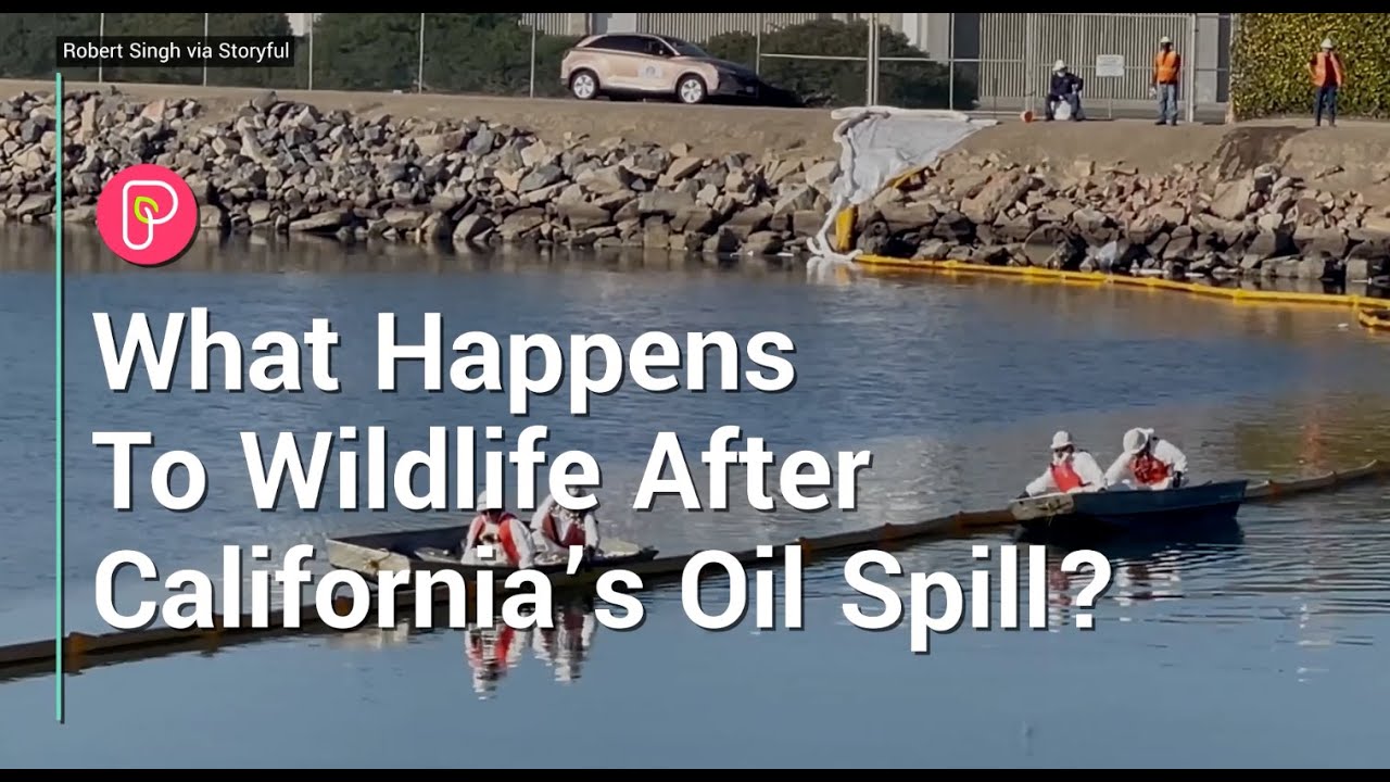 Ecological Impacts from Cali Oil Spill 10/11
