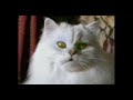 Fancy Feast Gourmet Dry Commercial (May, 1994)