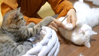 肉球周りの毛をカットされても全く動じないもふ猫！