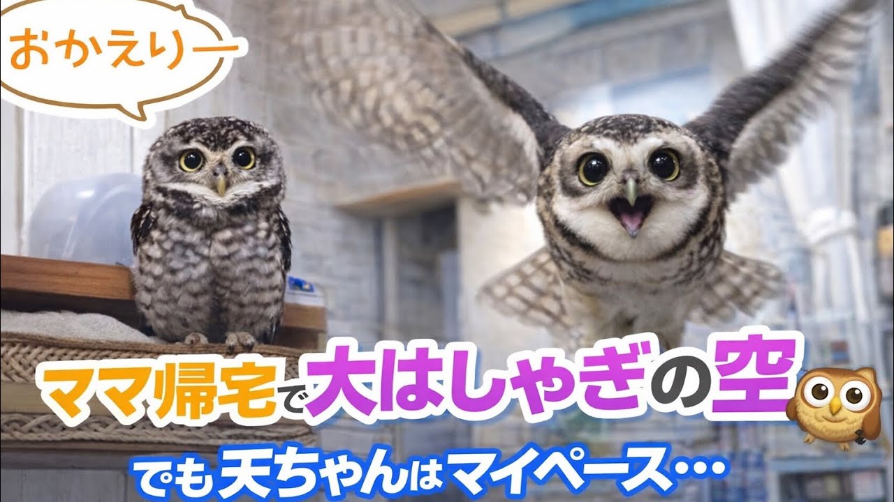 ママ帰宅で大はしゃぎの空❣️でも天ちゃんはマイペース🦉When Mommy's