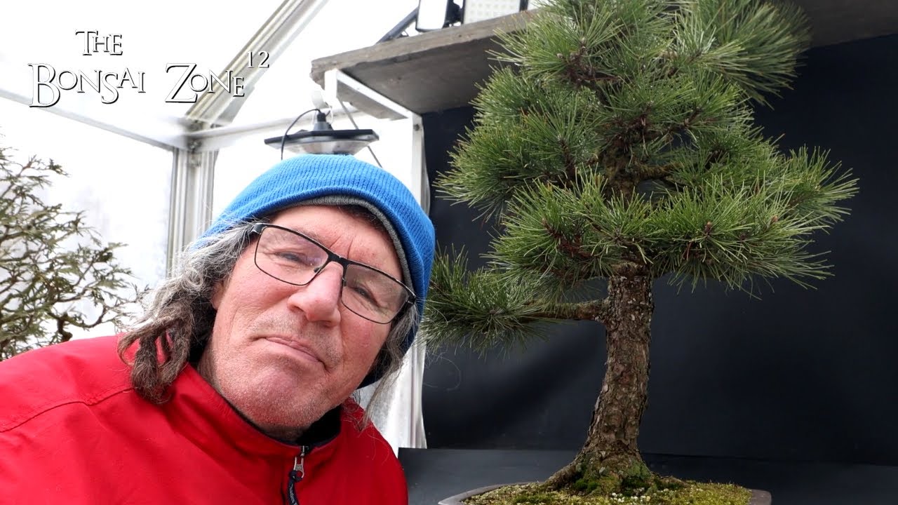Winter Work on My Austrian Pine , The Bonsai Zone, Jan 2025
